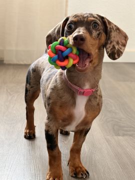 Hotel para Cães