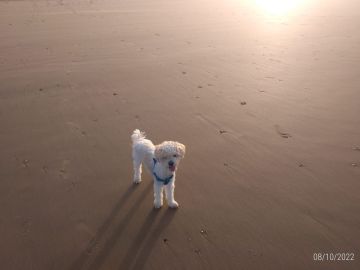 Hotel para Cães