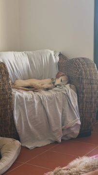 Hotel para Cães