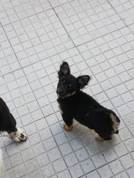 Hundepension
