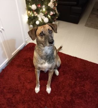 Hotel para Cães