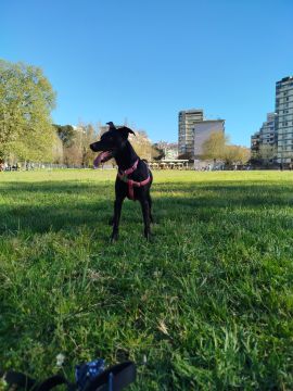 Dog Hotel