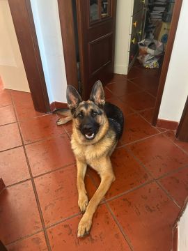 Hotel para Cães