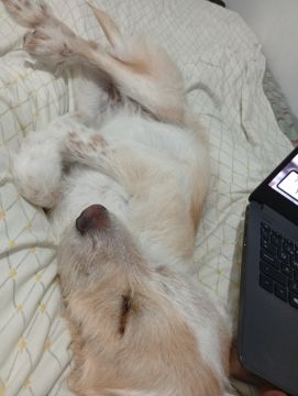 Dog Hotel