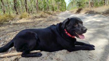 Hotel para Cães