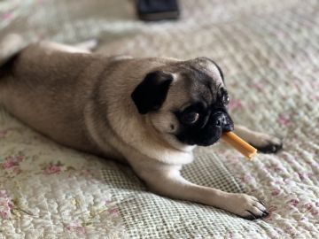 Hotel para Cães