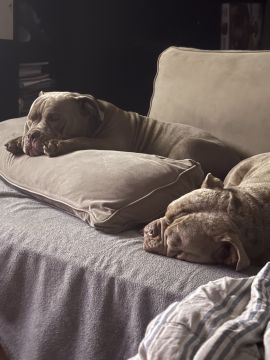Hotel para Cães