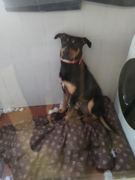 Hotel para Cães