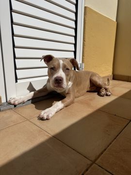 Hotel para Cães