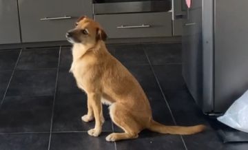 Hotel para Cães