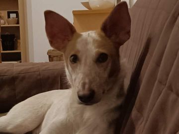 Hotel para Cães
