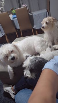 Hotel para Cães
