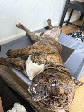 Hotel para Cães