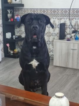 Hotel para Cães