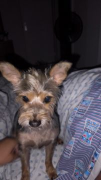 Hotel e Creche para Animais