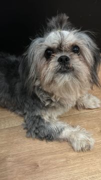 Hotel para Cães