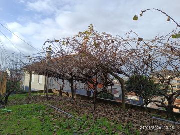 Podador de Árvores