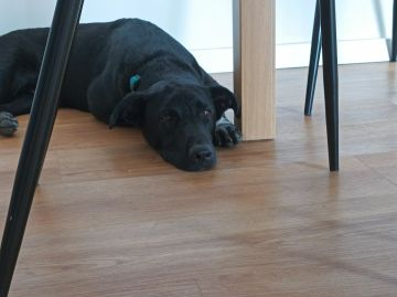 Hotel para Cães