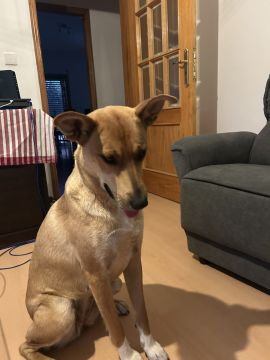 Hotel para Cães