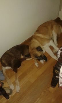 Hotel para Cães