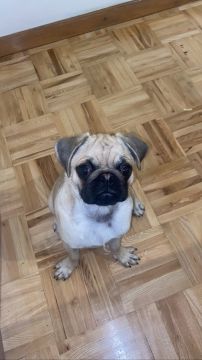 Pet Boarding and Daycare