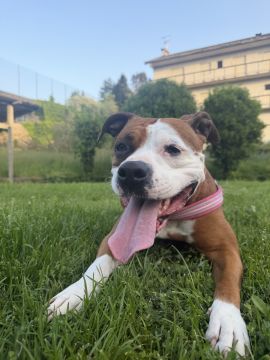 Hotel para Cães