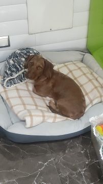 Dog Daycare