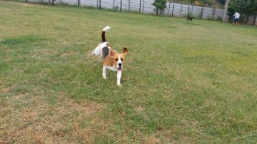 Pension pour chiens