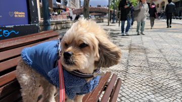 Hotel para Cães