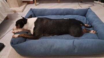 Hotel para Cães