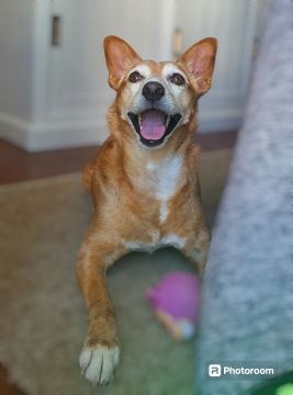 Hospedaje de perros