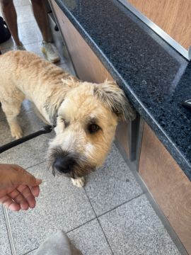 Creche para Cães