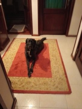 Hotel para Cães