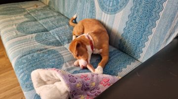 Dog Hotel