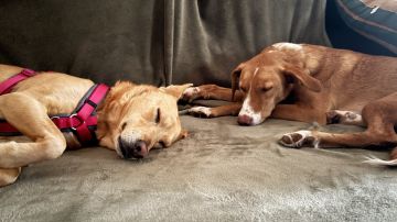 Hundepension - Haustierbetreuung und Tierpension