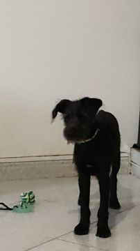 Hundepension