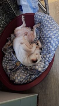 Hotel e Creche para Animais