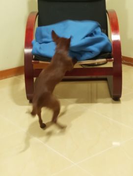 Dog Hotel