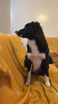 Hotel e Creche para Animais