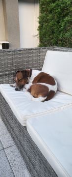 Hotel para Cães
