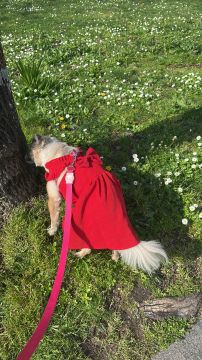 Hotel para Cães