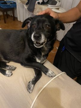 Hotel para Cães - Animais