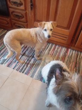 Hundepension