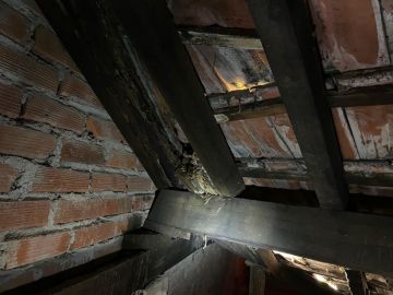 Roof Installation Professional