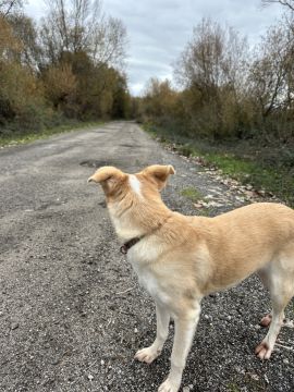Hospedaje de perros