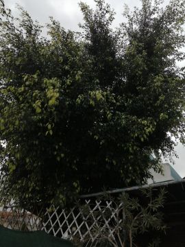 Tree Trimming and Maintenance