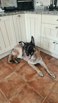 Hotel para Cães
