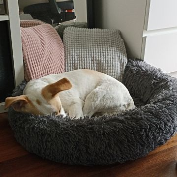 Dog Hotel