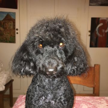 Hotel para Cães