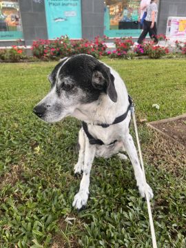 Hotel para Cães